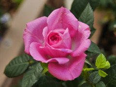薔薇の花