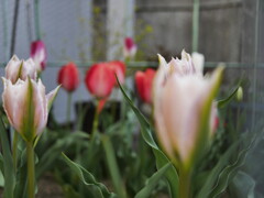朝の花々