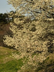 六甲牧場脇の桜