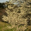 六甲牧場脇の桜