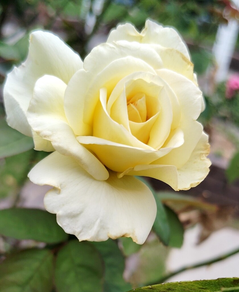 cream yellow rose