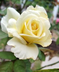 cream yellow rose