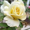 cream yellow rose