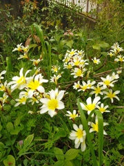 スパラクシアベルビア