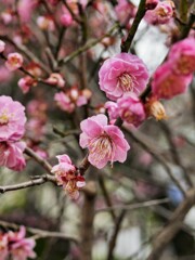 紅梅の開花