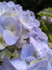 紫陽花