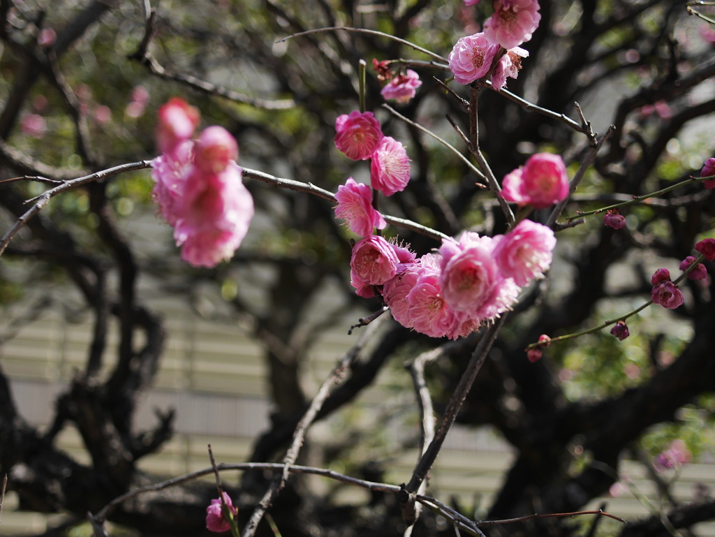 春に咲いて