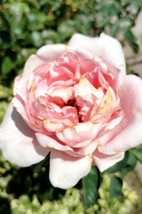 rose flower