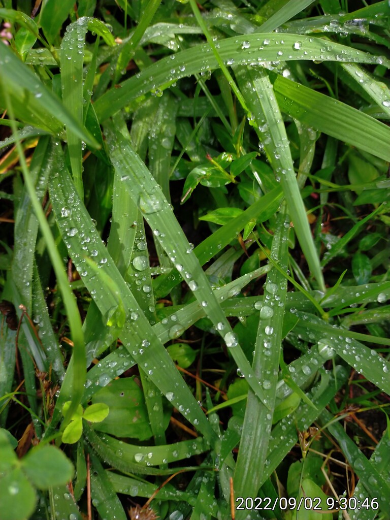野雫