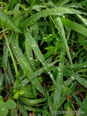 野雫