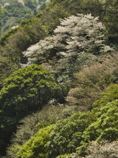 山の桜