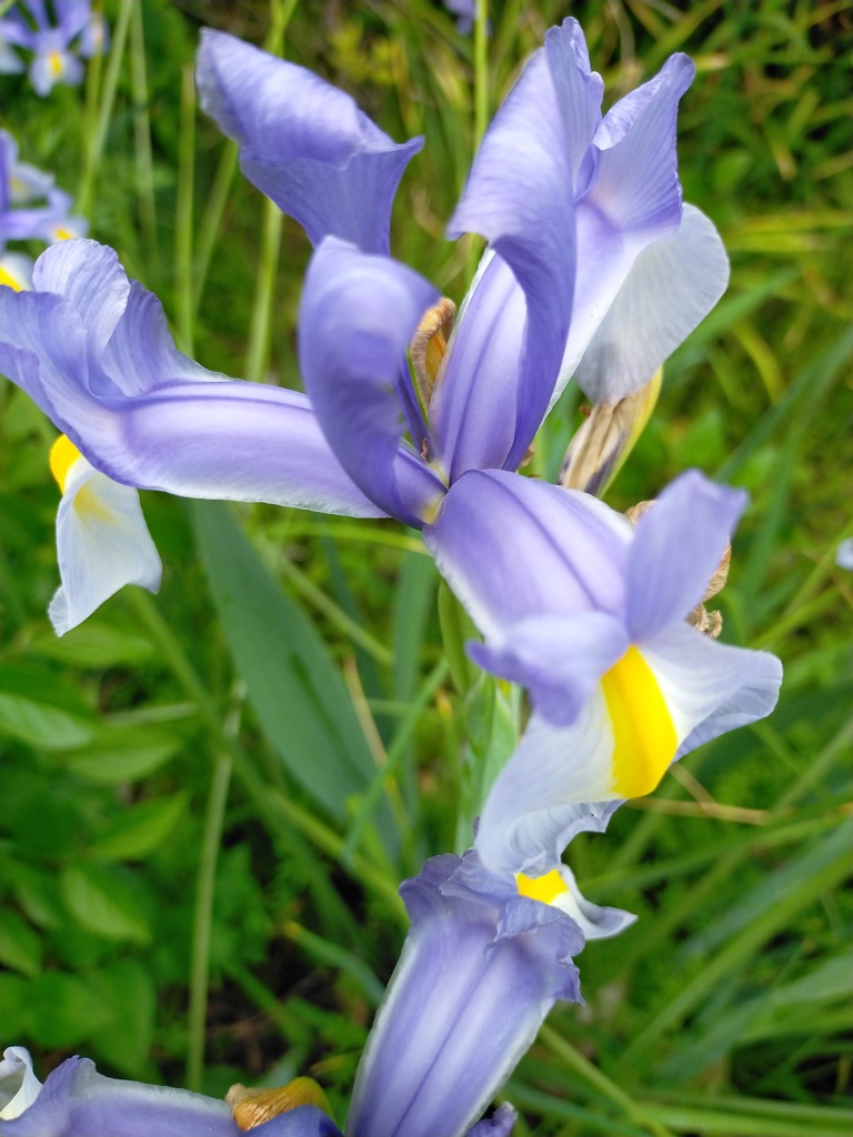 Iris xiphum