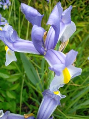 Iris xiphum