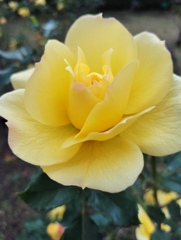 薔薇の花