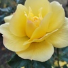 薔薇の花