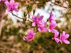菊水山〜鍋蓋山山行(花編)