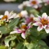 道沿いの花