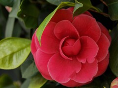 真紅の紅乙女椿