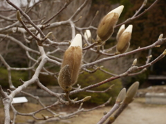 こぶしの芽吹き