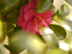 早春の春探し