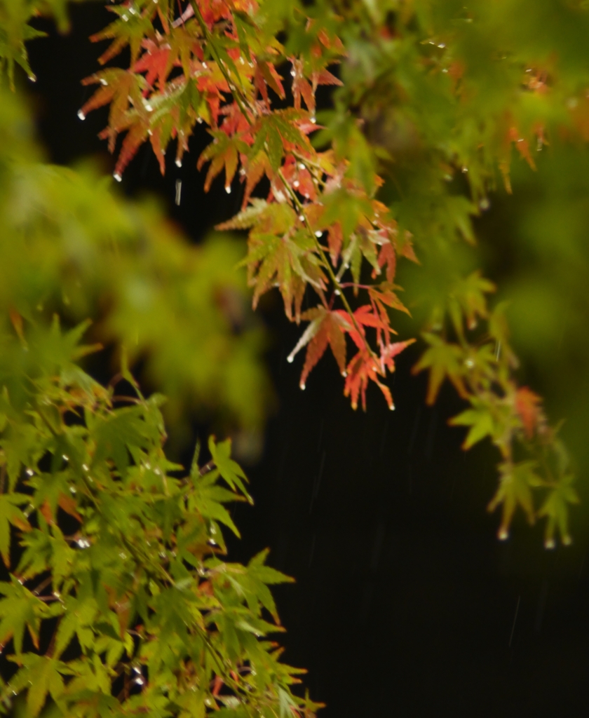 小雨にぬれた紅葉