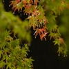 小雨にぬれた紅葉