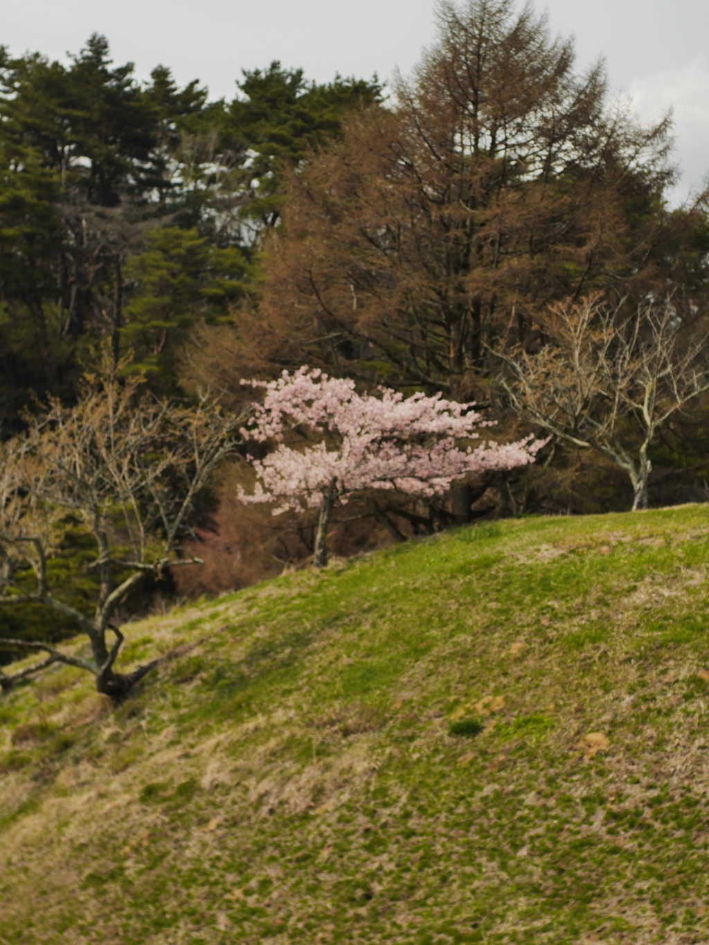 六甲山牧場のさくら