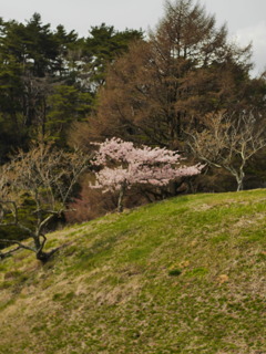 六甲山牧場のさくら