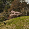 六甲山牧場のさくら