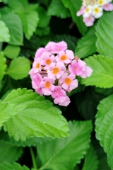 Lantana
