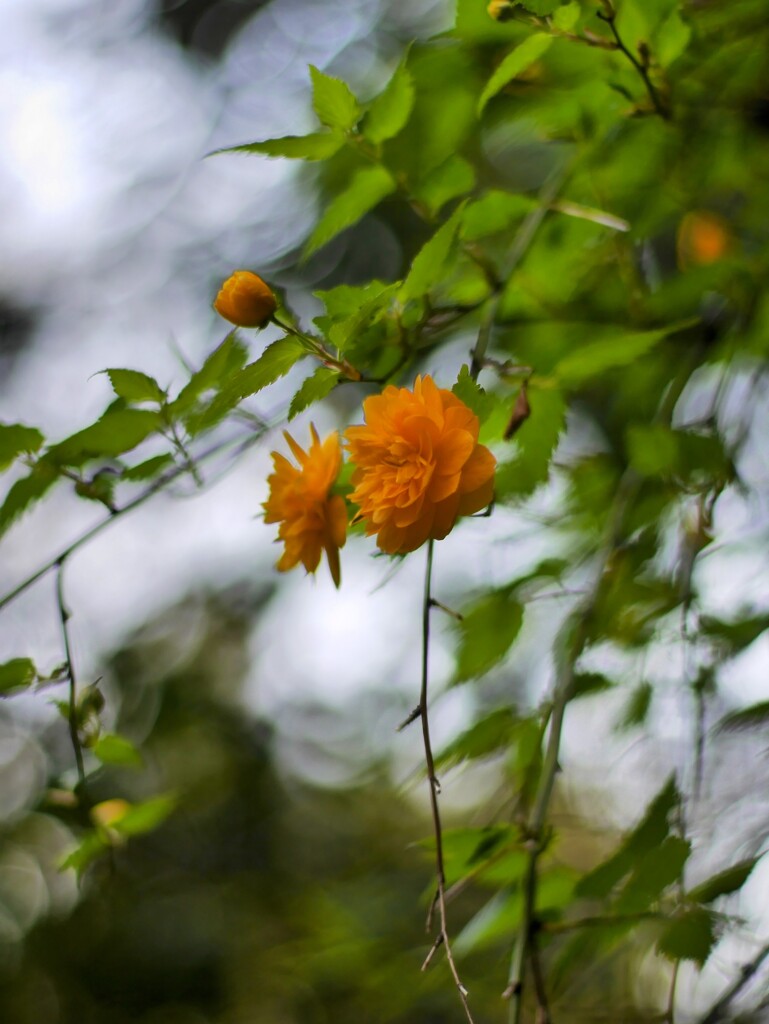 山吹