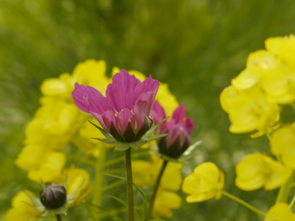 季節外れのコスモスと菜の花