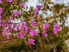 菊水山〜鍋蓋山山行(花編)