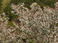 菊水山〜鍋蓋山山行(花編)