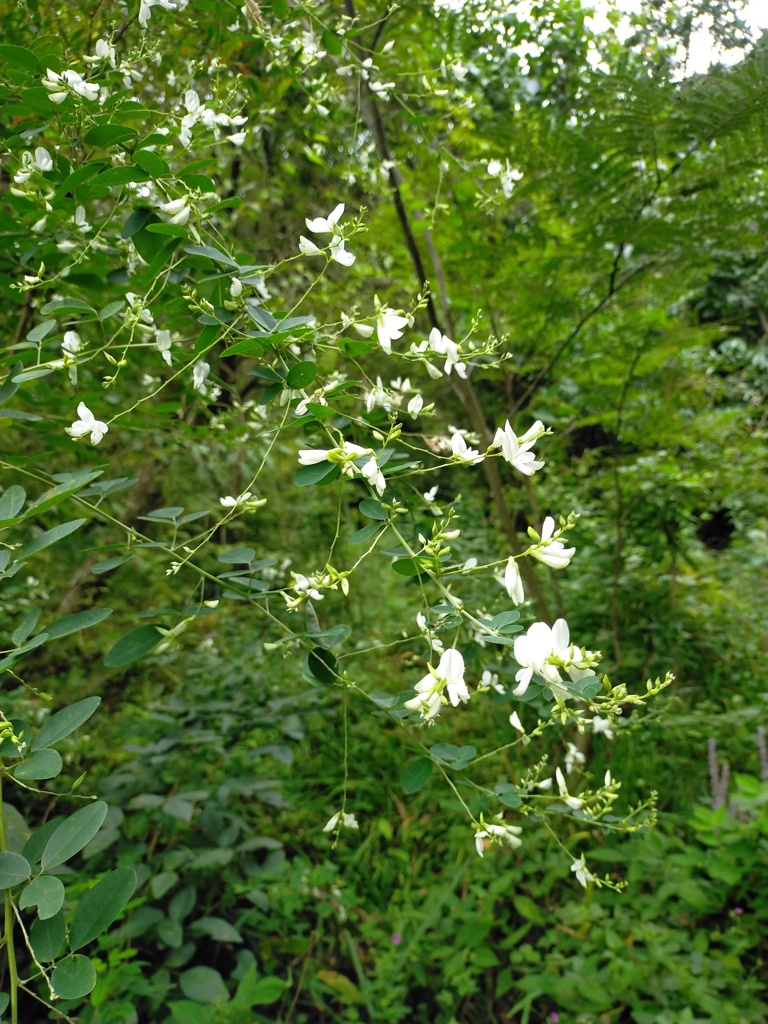 萩の花