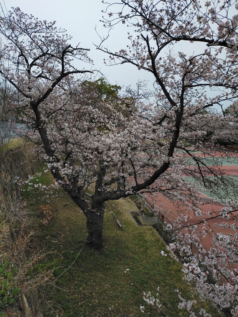 桜花