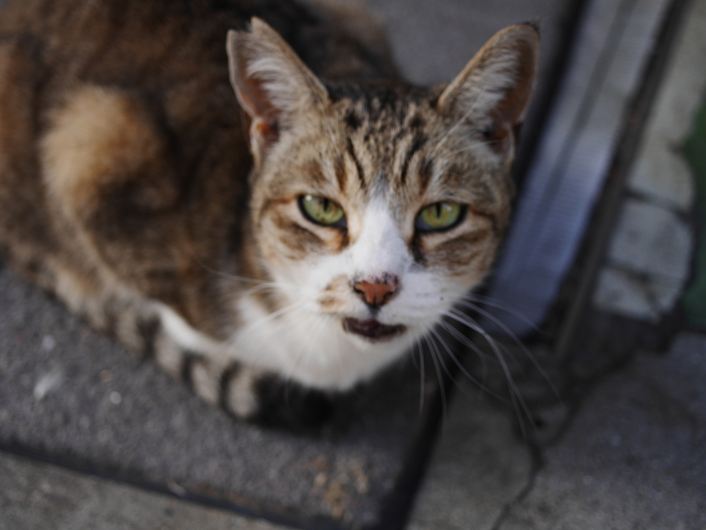 ニャンダ！！♪