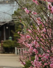 春雨の妙光院