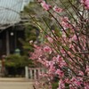 春雨の妙光院