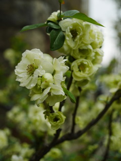 木瓜の花