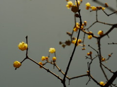 摩耶の蝋梅