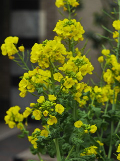 菜花