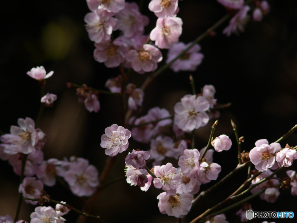 梅の花