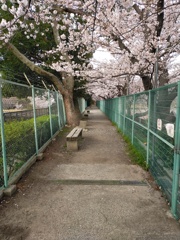 近辺の桜模様