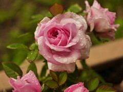 プランターの薔薇の花