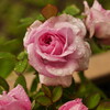 プランターの薔薇の花