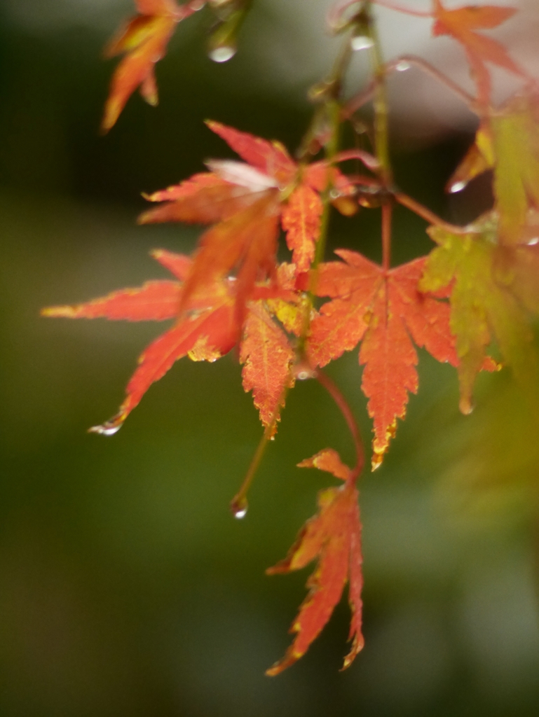 待ちに待った紅葉