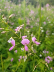 野の花