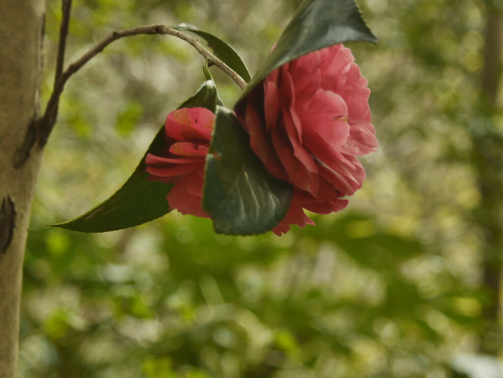 菊水山〜鍋蓋山山行(花編)