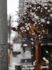 神社の白梅